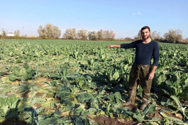Tarladan 1 ton karnabahar &ccedil;aldılar