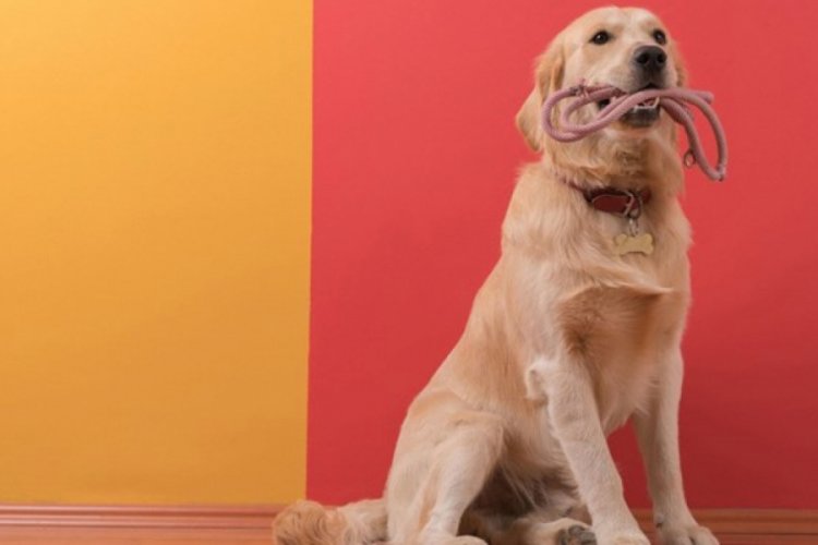 Eğitimli k&ouml;pekler ter kokusundan Covid-19'u tespit etti