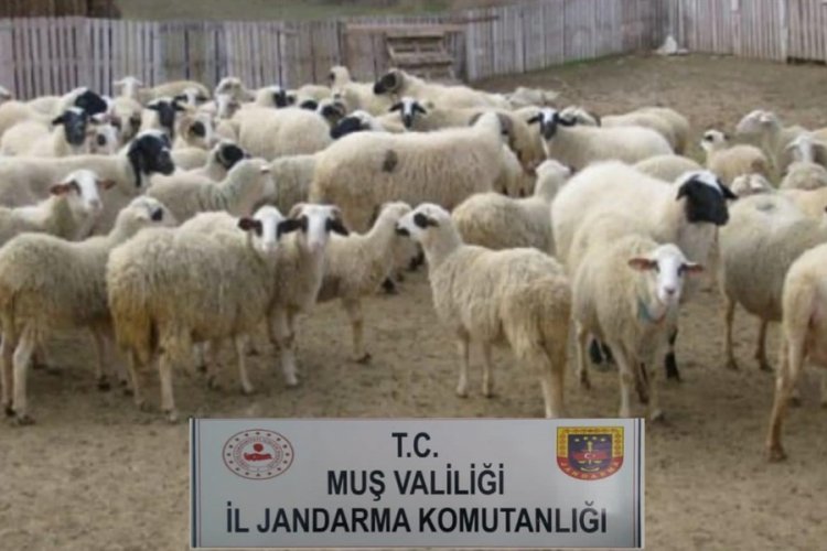 Hayvan hırsızlığı yapan 2 kişi yakalandı