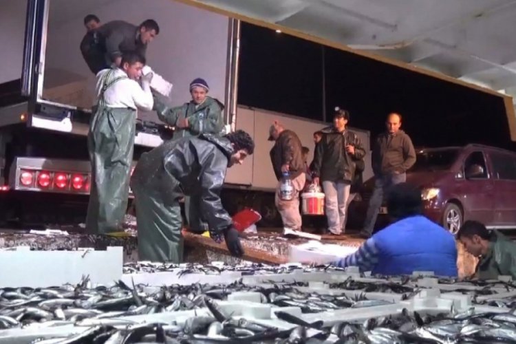 Ekosistemdeki değişiklikler balık t&uuml;rlerini de etkiledi