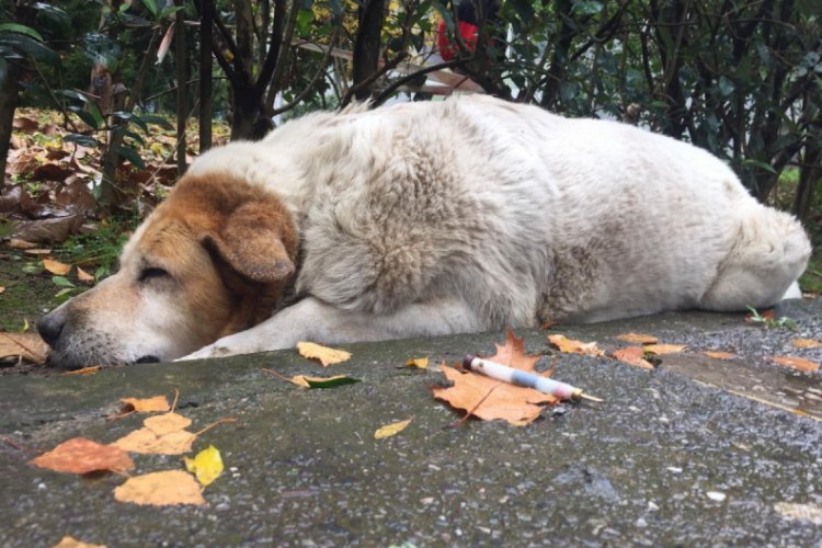 İzmit Belediyesi k&ouml;peklerin &ouml;ld&uuml;r&uuml;lmesi ile ilgili o birimdeki t&uuml;m &ccedil;alışanlarını a&ccedil;ığa aldı