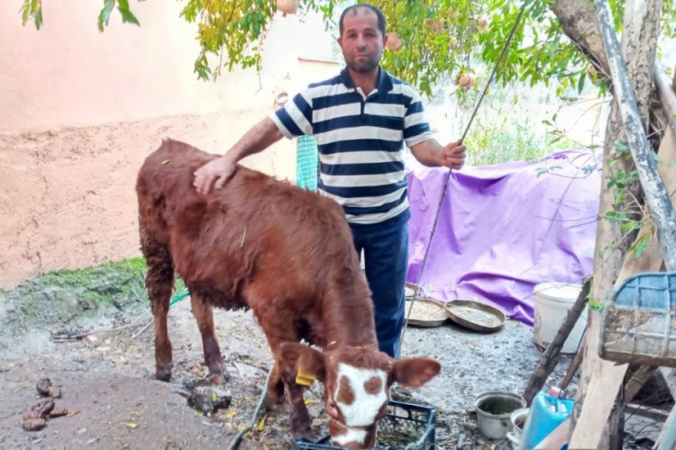 2 aylık buzağıya tecav&uuml;z