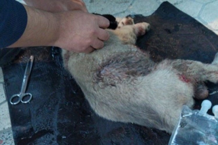 Bı&ccedil;akla bazı yerleri kesilen yavru k&ouml;pek kurtarılamadı