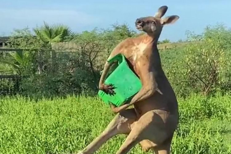 Kuyruğunun &uuml;zerinde durabilen kanguru viral oldu
