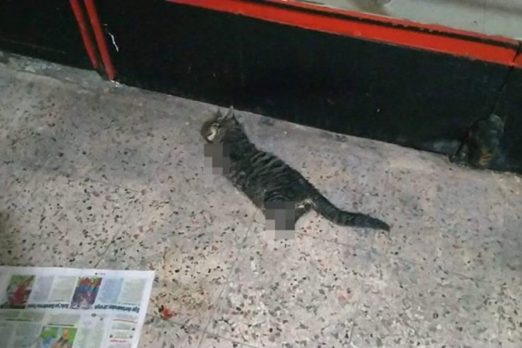 Pasajda 4 bacağı da kesilmiş &ouml;l&uuml; kedi bulundu