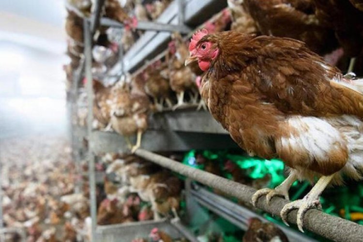 "Sığır ve k&uuml;mes hayvanları Kovid-19'u yaymıyor"