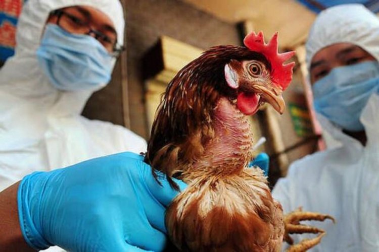 İngiltere'de "kuş gribi" alarmı