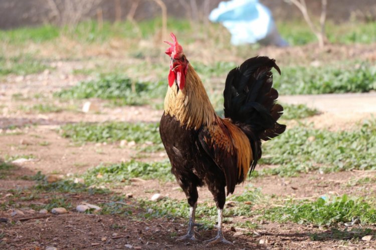 &Ouml;terken bayılan horoz i&ccedil;in otomobil teklif edildi