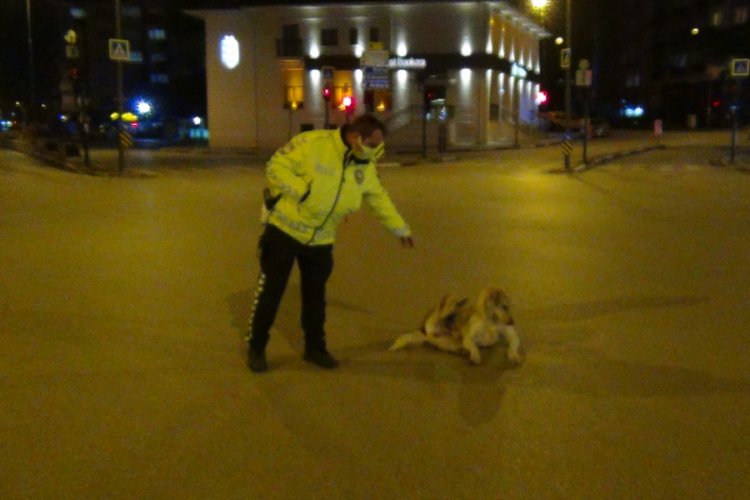 Bursa'da polis memuruyla k&ouml;peğin g&uuml;l&uuml;mseten g&ouml;r&uuml;nt&uuml;leri