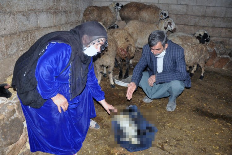 Tarlaya bırakılan g&uuml;breyi yiyen hayvanlarının yarısı &ouml;ld&uuml;