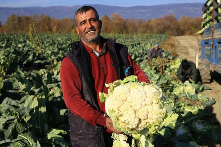 Vitamin deposu karnabahar kalitesi ve fiyatıyla &uuml;reticinin y&uuml;z&uuml;n&uuml; g&uuml;ld&uuml;r&uuml;yor