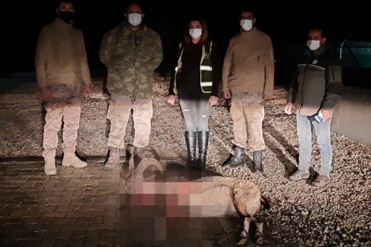 Dağ ke&ccedil;isini vuran şahıs yakalandı