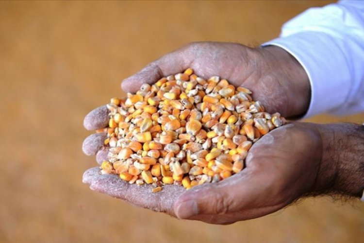 Hububat, bakliyat ihracatında GAİB ilk sırada