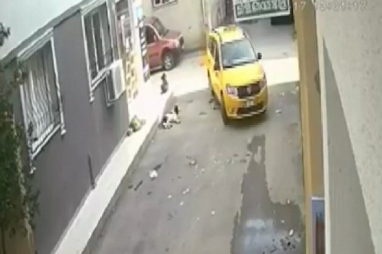 Yavru k&ouml;peği ezdi, arkasına bile bakmadı