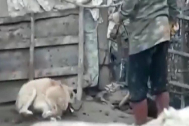 K&ouml;peği d&ouml;ven şahıs polis tarafından yakalandı