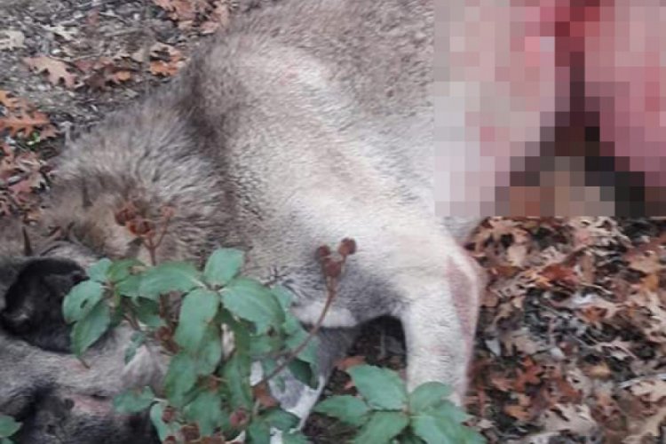 Bursa'da domuzların saldırısına uğrayan köpekler telef oldu