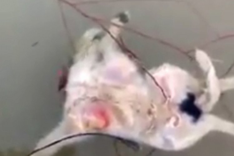 Irmakta bacakları bağlı 2 kuzu &ouml;l&uuml;s&uuml; bulundu