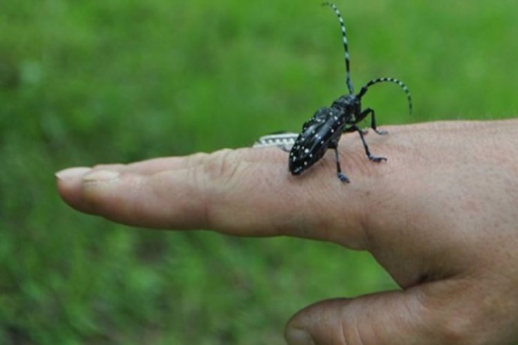 Şimdi de 'drakula b&ouml;ceği' kabusu!  7 mahalle karantinada