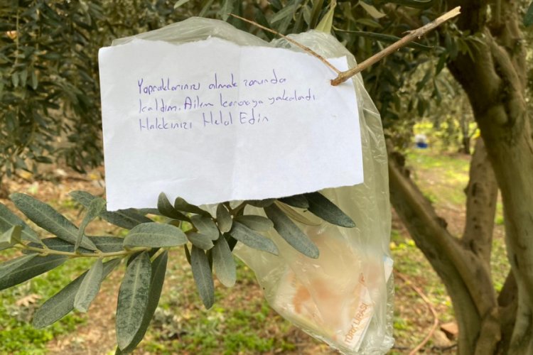 Bursa'da zeytin ağacının sadece yapraklarını aldı parasını da bıraktı