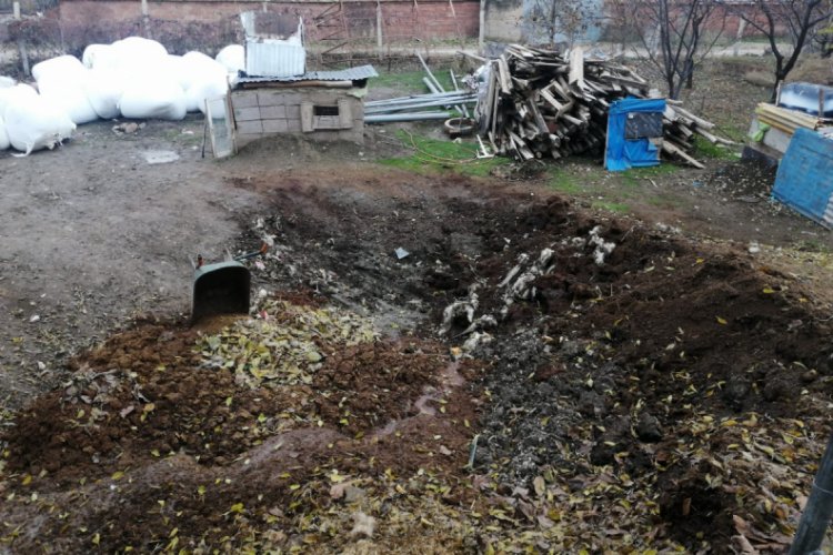 Elazığ'da kurt, 2 koyunu telef etti