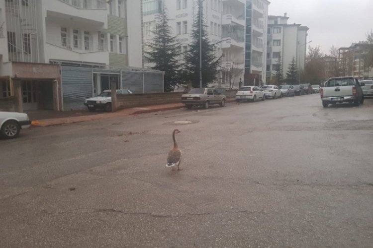Boş sokakta kaz gezintiye &ccedil;ıktı