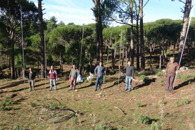 Kilosu 500 lirayı bulan k&uuml;nar i&ccedil;in 30 metre y&uuml;ksekte zorlu &ccedil;alışma
