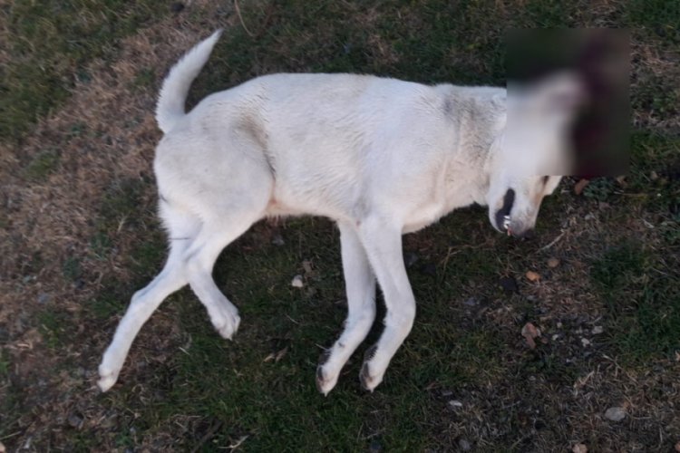 Bursa'da k&ouml;peği vuran avukat serbest kaldı