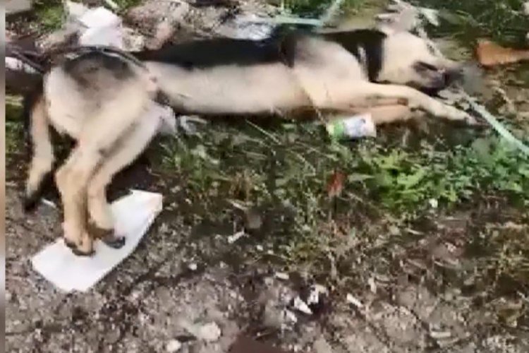 Yine hayvana şiddet! K&ouml;peği kabloyla direğe bağlamışlar
