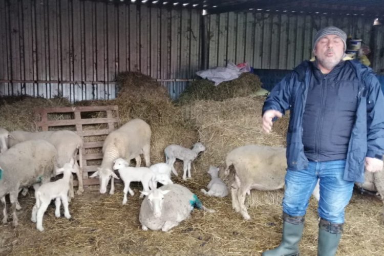 Sokak k&ouml;pekleri 70 tavuk ve 3 kuzuyu telef etti