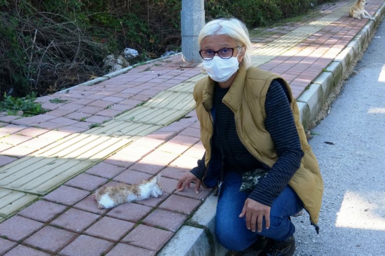 Yavru kedinin bacakları ile kuyruğunu kesen ş&uuml;pheli aranıyor
