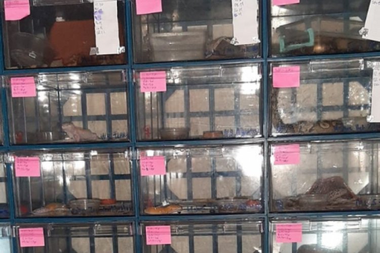Piton ve tarantula beslenen eve baskın