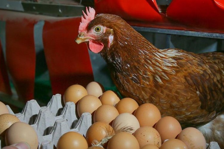 Yumurta fiyatları tavuğu solladı! Bakanlık harekete geçti