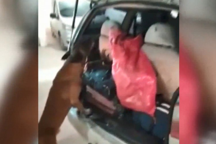 Bursa'da narkotik köpeği gizlenen 2 kilo 700 gram esrarı böyle buldu