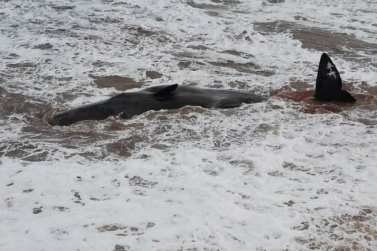 İngiltere'de kıyıya vuran balinalar paniğe neden oldu