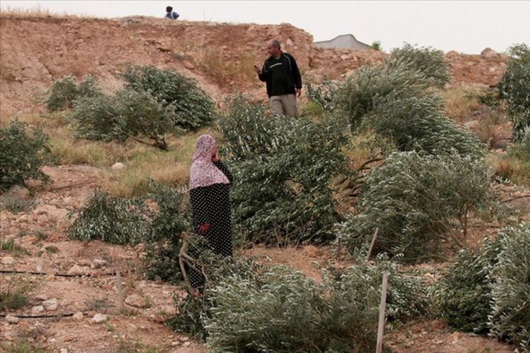 İsrail askerleri Batı Şeria'da Filistinlilere ait onlarca zeytin ağacını söktü