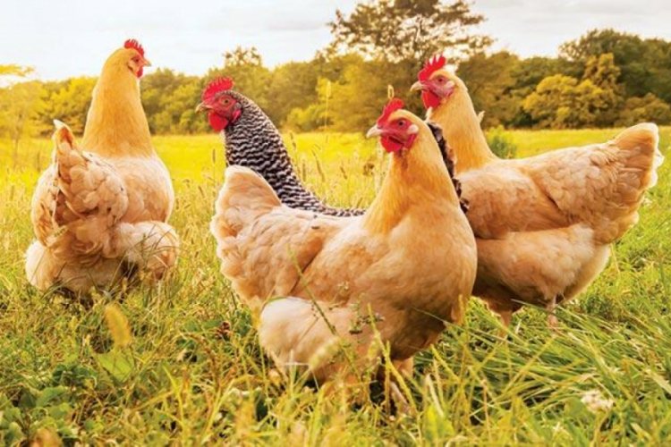 Tarım Bakanlığı'ndan gezen tavuk incelemesi