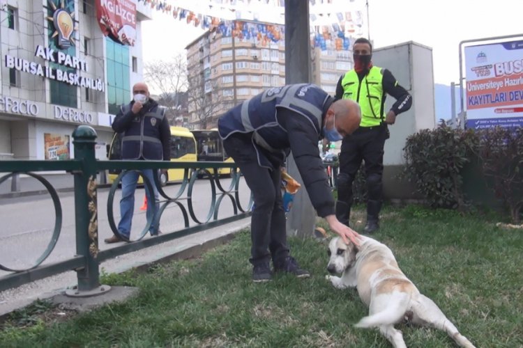 Bursa'da polisler 'sokak hayvanlarını' elleriyle besledi