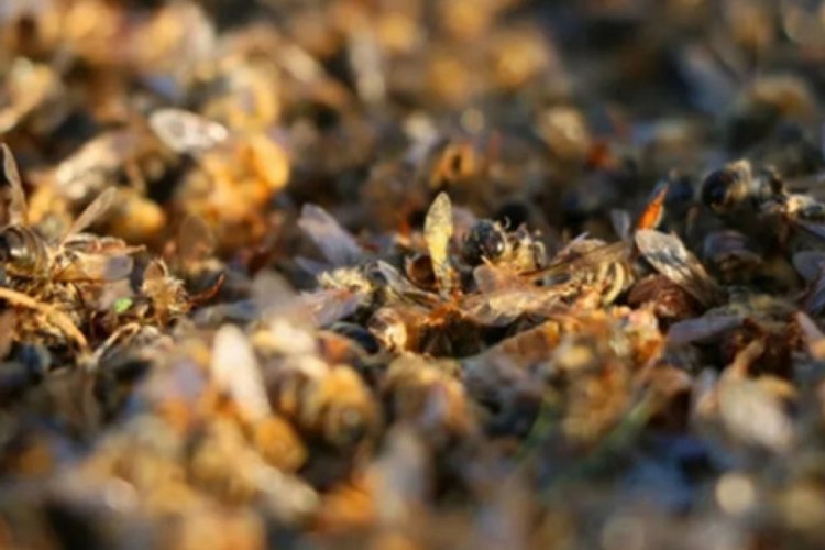Türkiye'de binlerce arı telef oldu
