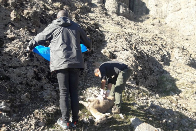 Tunceli'de 8 yaban keçisi telef oldu