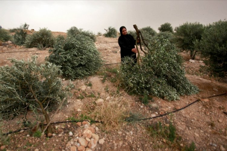 İsrail askerleri Batı Şeria'da Filistinlilere ait 2 bin zeytin ağacını söktü