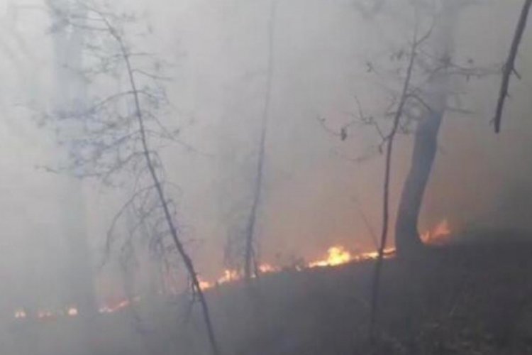 Artvin'de orman yangını