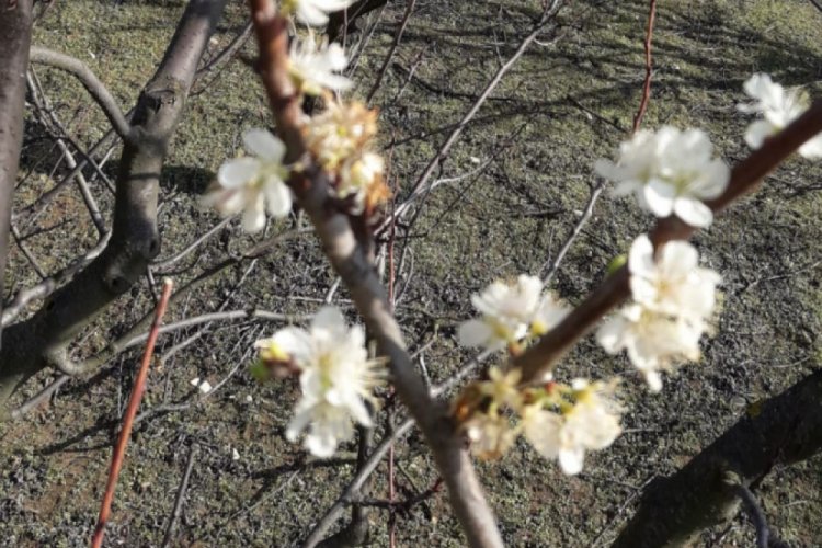 Bursa'da kışın ortasında erik ağacı çiçek açtı