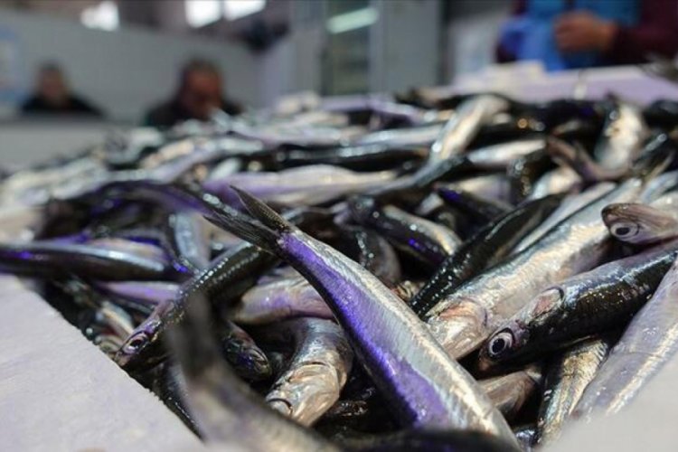 Karadeniz'de hamsi avı yasağı uzatılsın çağrısı