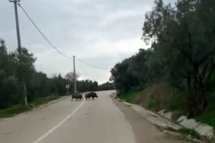 Bursa'da yolda önlerine çıkan domuz sürüsünü görüntülediler