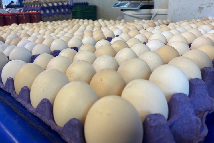 Yumurta fiyatı tavuk fiyatını geçti! (ÖZEL HABER)