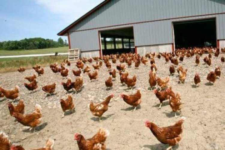 Kasım ayında tavuk eti üretimi arttı