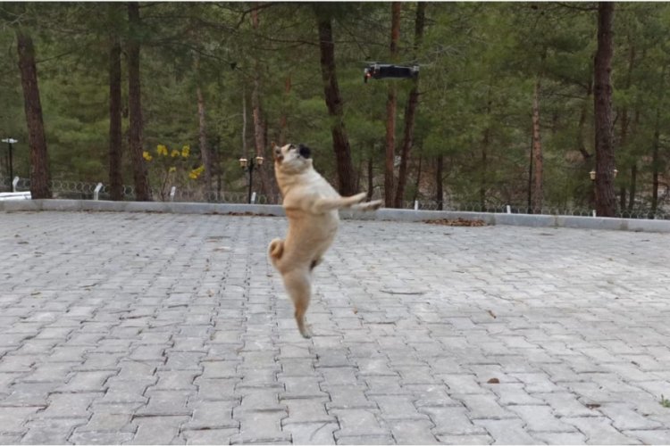 Bursa'da köpeklerin drone ile imtihanı