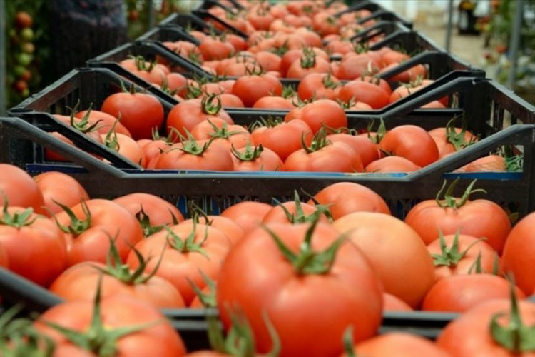 Türkiye'nin domates ihracatı geçen yıl 313 milyon 405 bin dolara yükseldi