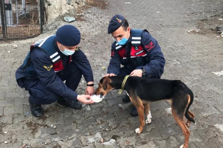 Bursa'da köpek av tüfeğiyle vuruldu