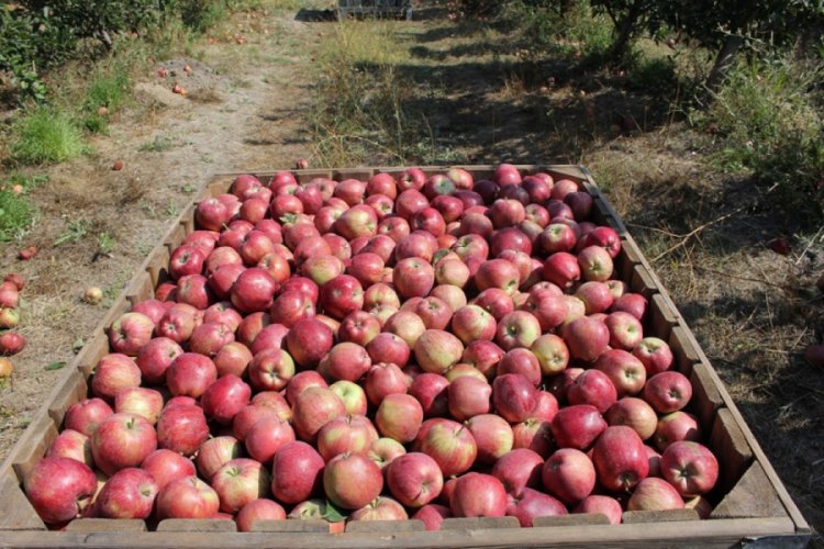 Kuraklığa rağmen 'elma'da ihracat katlandı
